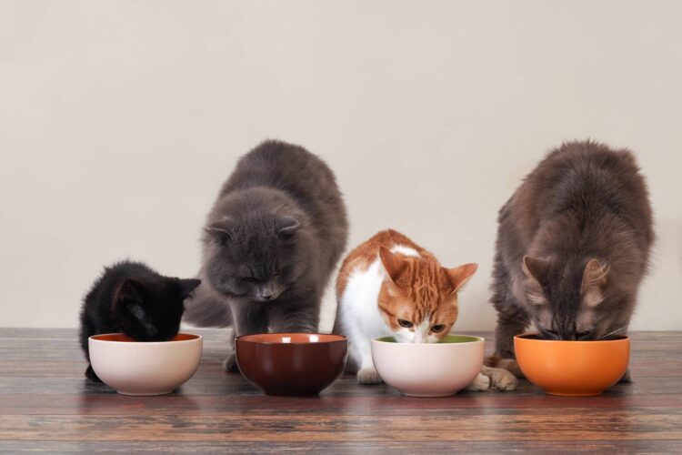Human Foods Cats Can Eat Mother Earth News